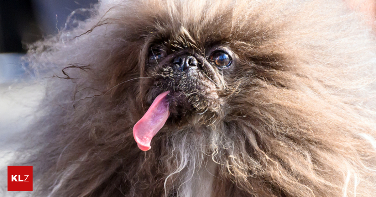 pekinese-wild-thang-ist-h-sslichster-hund-der-welt